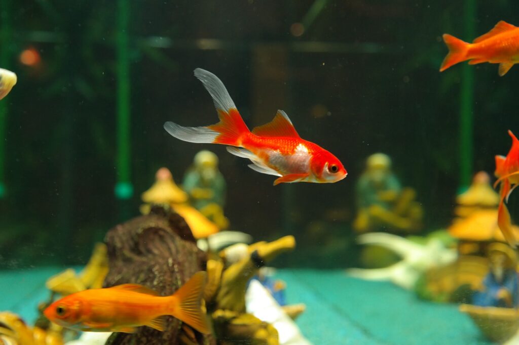 Hochwertiges Fischfutter für gesunde Aquariumbewohner - gardenerscentre.eu